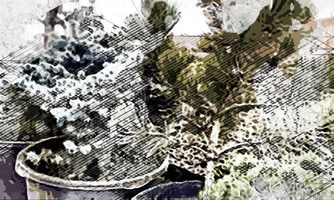 В питомнике под Орлом выращивают 15 тысяч плодовых и декоративных растений