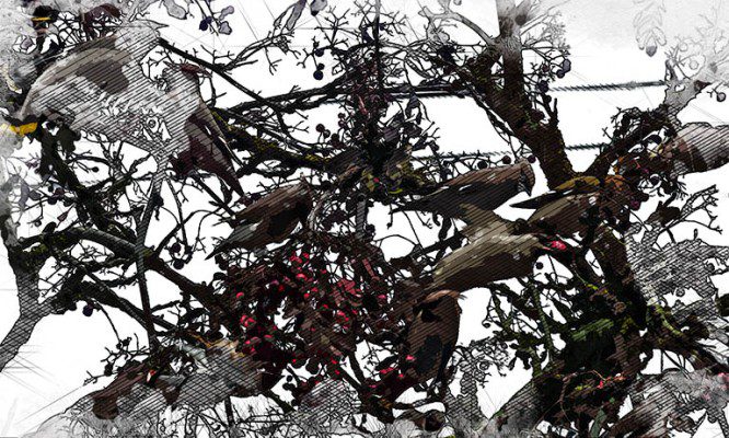 Орловцев приглашают поучаствовать в исследовании зимующих птиц