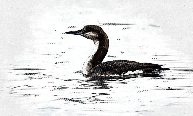 Краснокнижным птицам приглянулась Светлая жизнь в Орле