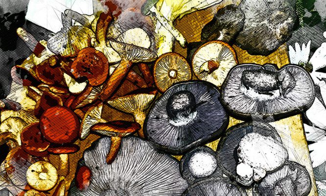 За месяц до Нового года орловцы продолжают собирать грибы