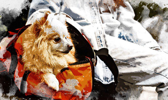 Орловцам напомнили о нюансах перевозки декоративных собак