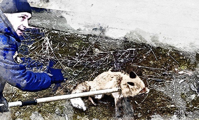 Недалеко от Орла лиса угодила в котлован строящегося дома