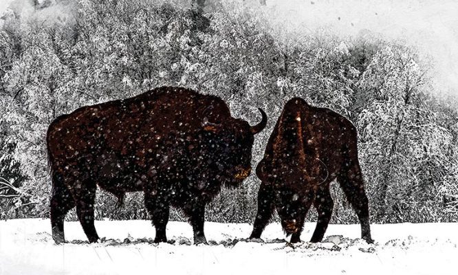 Орловцы за 1 тысячу рублей могут увидеть вольных зубров