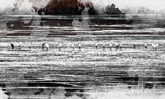 Огромная стая цапель устроила рыбную «очередь» под Орлом