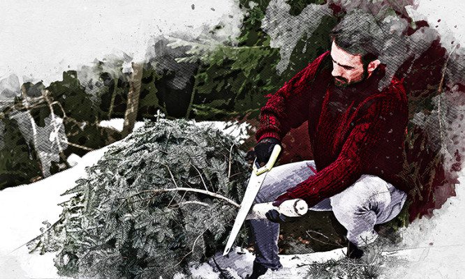 Орловцы могут приобрести новогоднюю ель в лесничестве