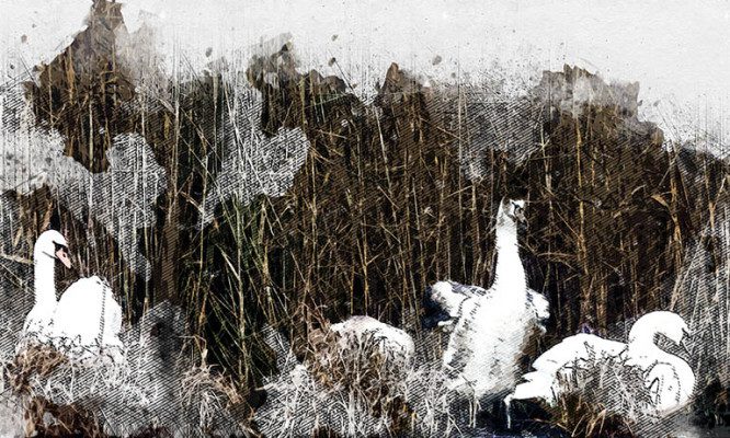 Потерявшийся в Хотынецком районе краснокнижный лебедёнок нашёл семью