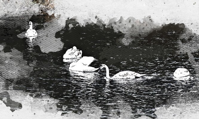 Семейство лебедей с птенцами облюбовало реку в Орловской области