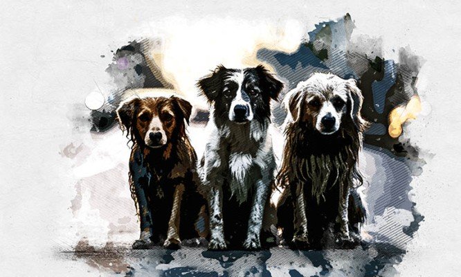 В Орле нет денег на отлов бездомных собак