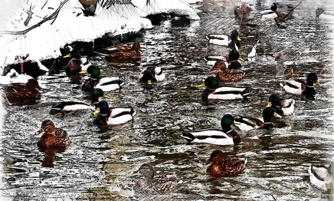 Суровая зима отпугнула уток и лебедей в Орловской области