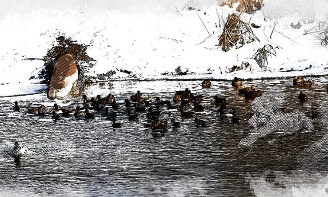 В Орловской области сточная труба на реке Сосне обогревает сотню птиц