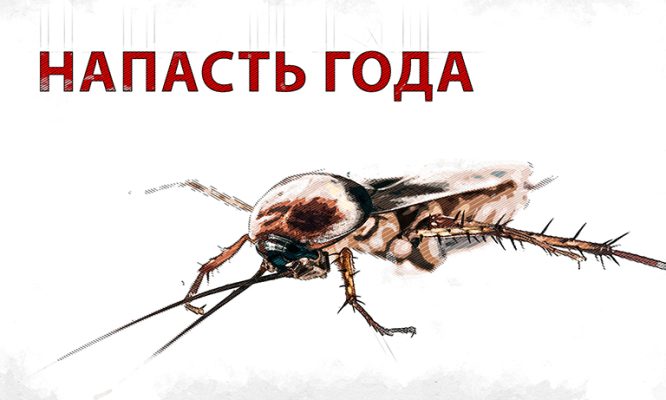 Напасть года: тараканы и мыши весь год одолевали орловцев