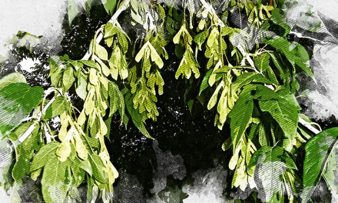 Американский клён на Орловщине могут приравнять к опасному борщевику