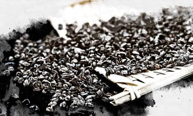 Китай тоннами закупает гречневую лузгу из Орловской области