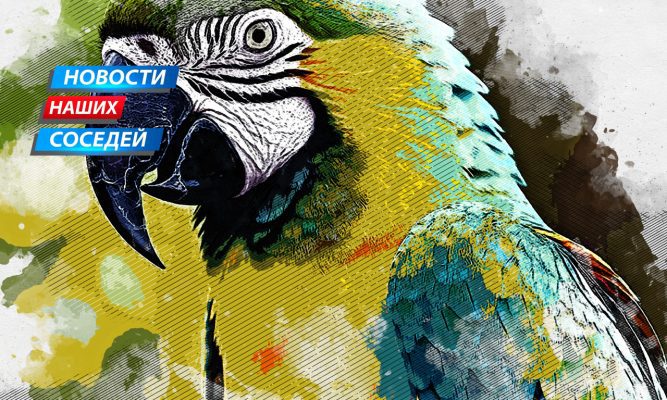 Больной попугай стал причиной разбирательства в курском суде