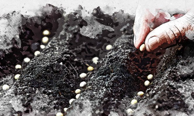 Орловских аграриев пригласили за субсидиями на элитные семена