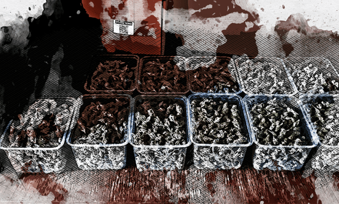 Целые корыта «дурман-травы»: ФСБ выявила крупного орловского наркоторговца