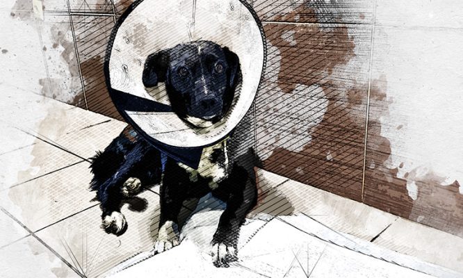 В Орле полицейские нашли спасённой израненной собаке новый дом