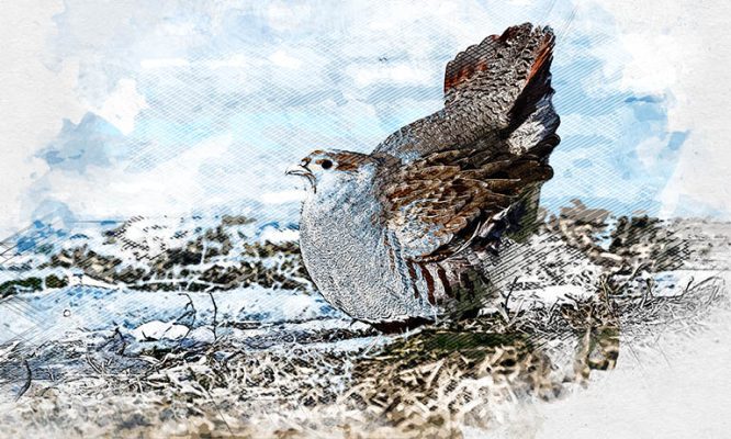 Встреча с серыми куропатками принесла победу орловчанке на фотоконкурсе