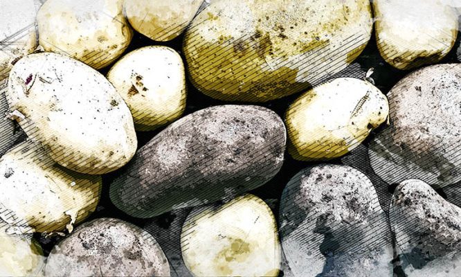 На зависть соседям: эксперты дали советы для дивного урожая картофеля