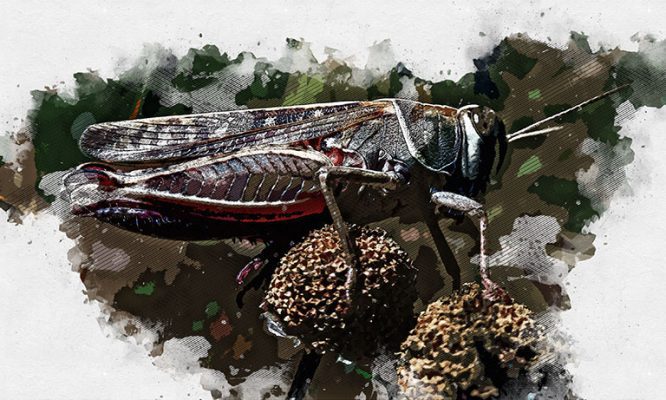 Эксперты не исключили миграцию прожорливой саранчи в Орловскую область