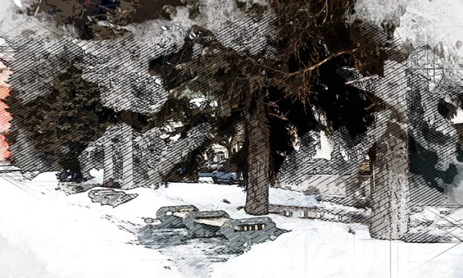 Орловцы негодуют по поводу вырубки хвойных великанов в сквере Маяковского