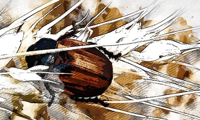 В Орловской области ожидается нашествие блошки и мух