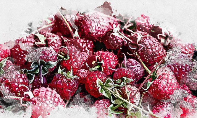 Эксперты дали советы, как с куста малины получить ведро ягод