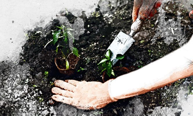 В мэрии Орла рассказали, почему новые деревья не высаживают на месте вырубленных