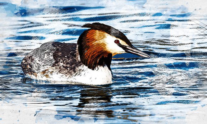 На орловские водоёмы вернулась королева озёр с рубиновыми глазами