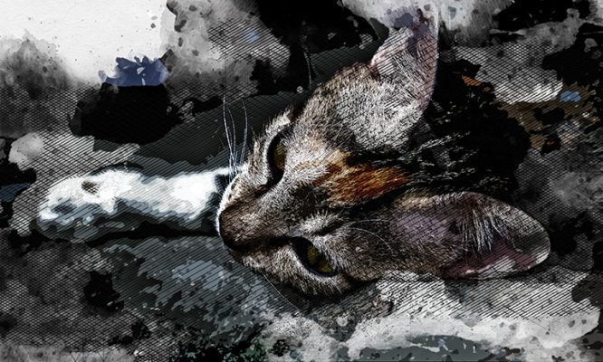 Скелеты кошек на полу: в Орле зоозащитники сообщили о массово умирающих животных