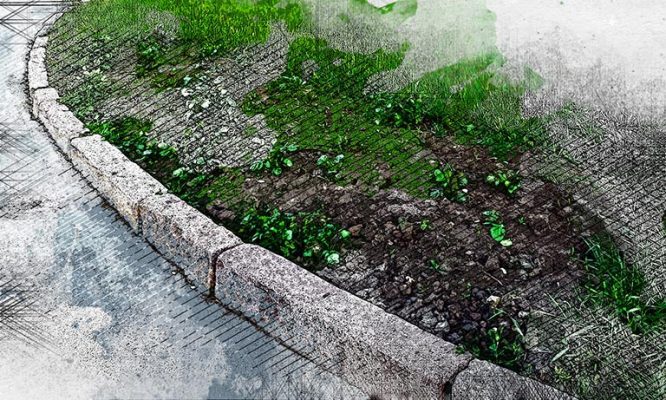 Орловцы заподозрили мэрию в компенсационной высадке картошки вместо деревьев