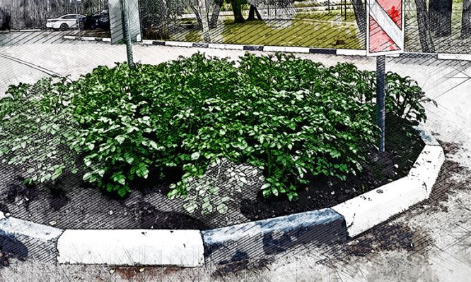 Бульба вместо бархатцев: в Орловской области продолжают сажать картофель на клумбах
