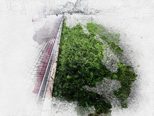 Недельный дождь спас засохшие кусты в центре Орла