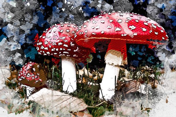 Лечение мухоморами довело орловцев до больницы