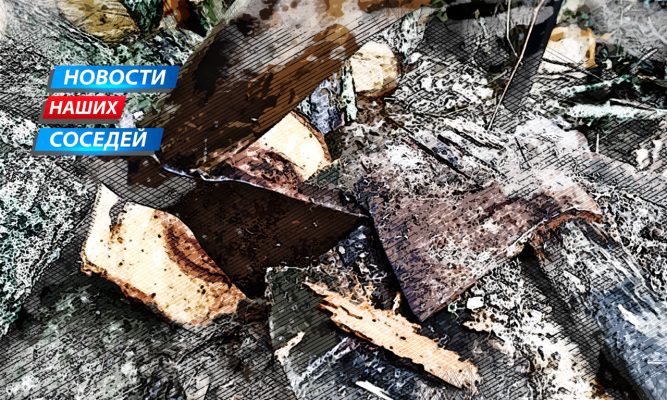 Рубка в нацпарке обошлась жителю Курской области почти в 19 млн рублей