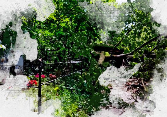 Орловцы просят убрать рухнувшее на Крестительском кладбище дерево