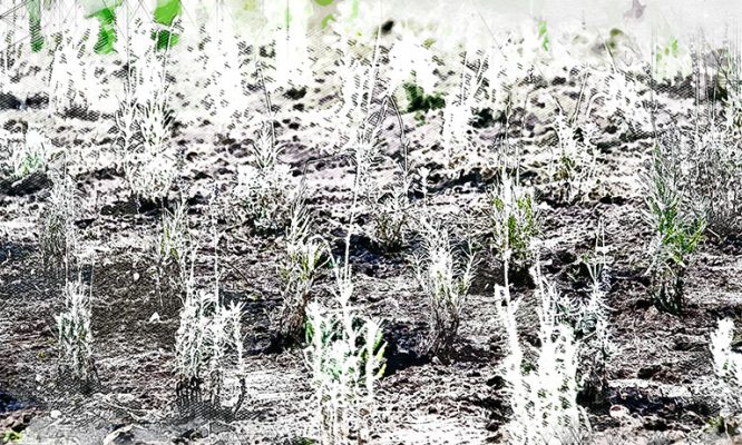 Озеленители превратят сквер у орловской Каховки в лавандовый уголок