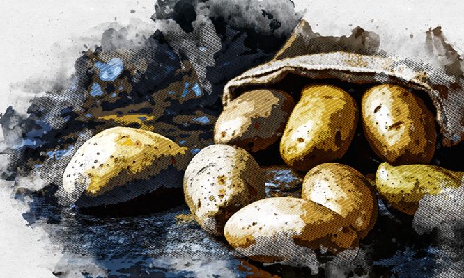 В Орловской области собирают хороший урожай картофеля