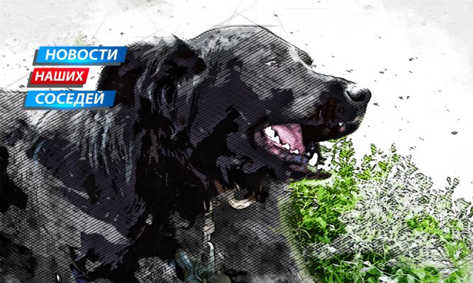 В Курске плату за укусы бродячих псов власть хочет взыскать с тех, кто их отлавливает