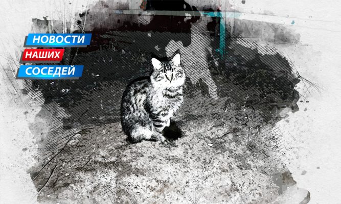 «Белгородский Хатико»: кот не уходит с места гибели женщины, погибшей от БПЛА